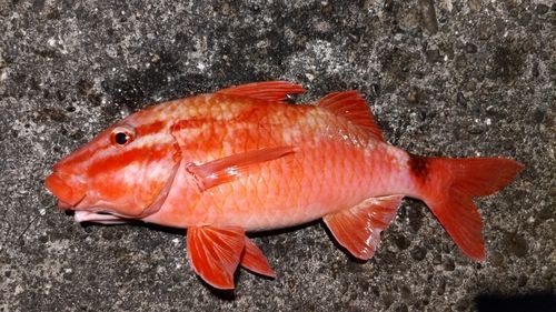 ホウライヒメジの釣果