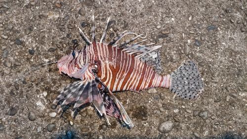 ハナミノカサゴの釣果
