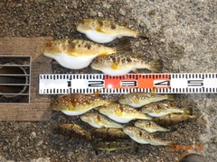 ヒガンフグの釣果