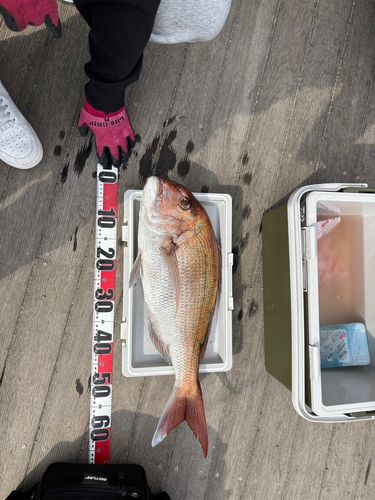 マダイの釣果