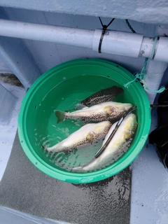 ショウサイフグの釣果