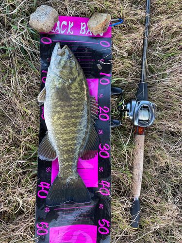 スモールマウスバスの釣果