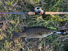 スモールマウスバスの釣果