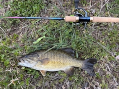 スモールマウスバスの釣果
