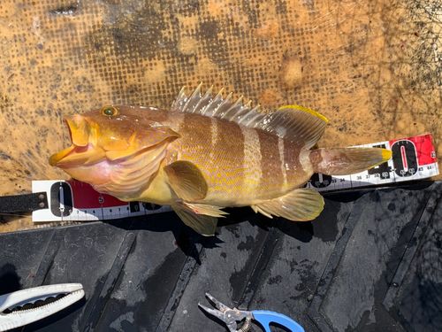アオハタの釣果