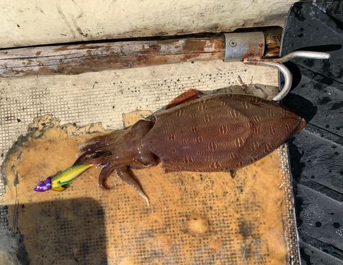 モンゴウイカの釣果