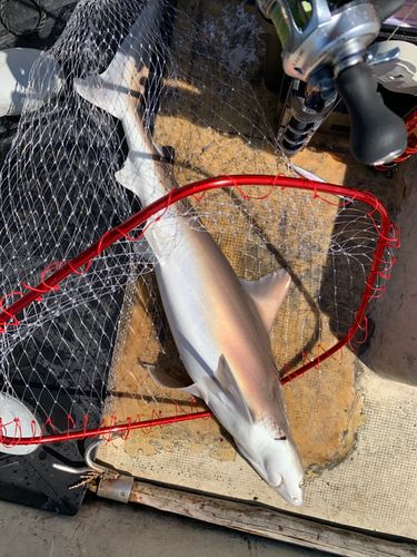 サメの釣果