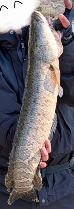 ライギョの釣果