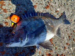 チヌの釣果