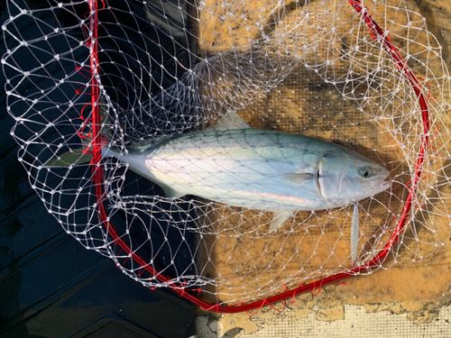 ハマチの釣果