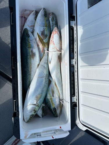 ハマチの釣果