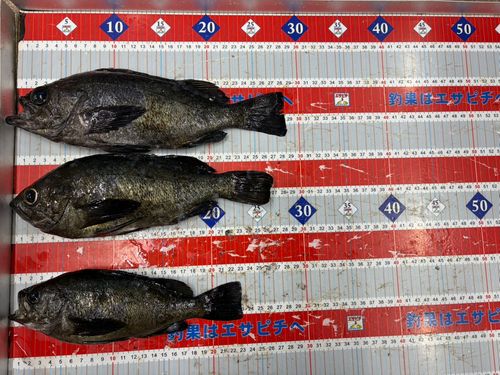 アオメバルの釣果
