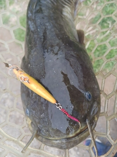 ナマズの釣果