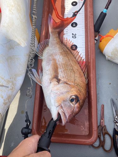 マダイの釣果