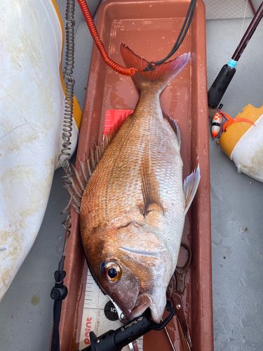 マダイの釣果