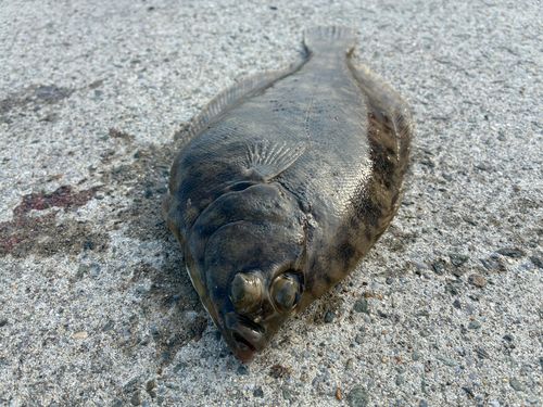 マコガレイの釣果