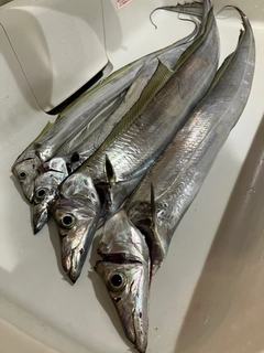 タチウオの釣果