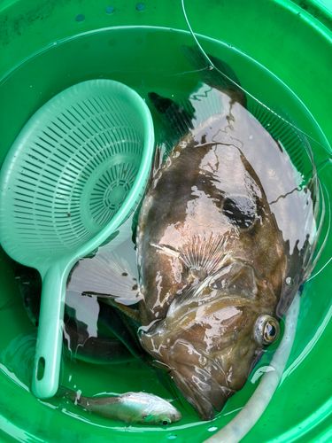 マトウダイの釣果