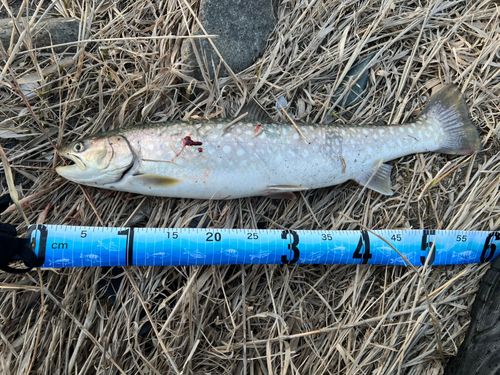 アメマスの釣果