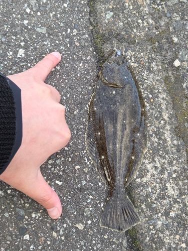 ソゲの釣果