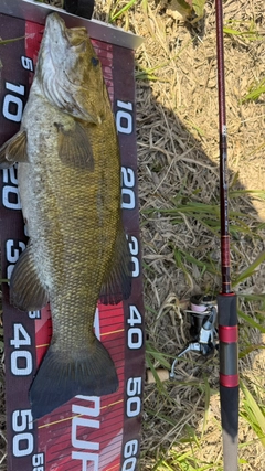 スモールマウスバスの釣果