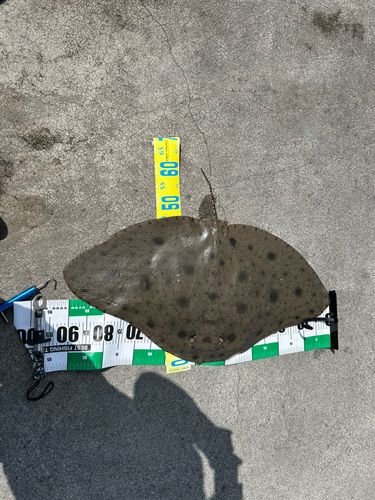 ツバクロエイの釣果