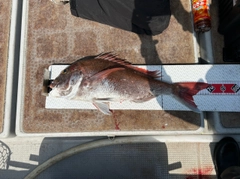 マダイの釣果