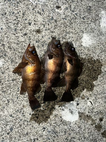 メバルの釣果