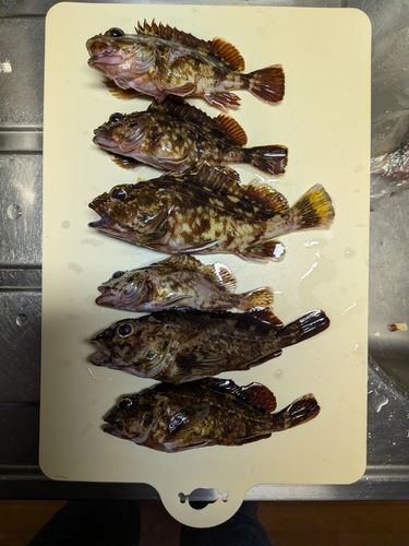 カサゴの釣果