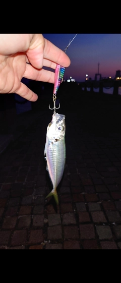 マアジの釣果