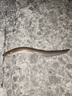 アナゴの釣果