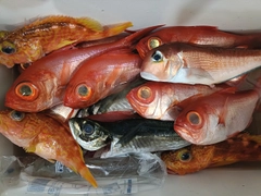 アヤメカサゴの釣果