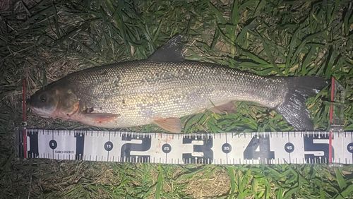 マルタウグイの釣果