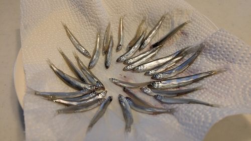 チアユの釣果