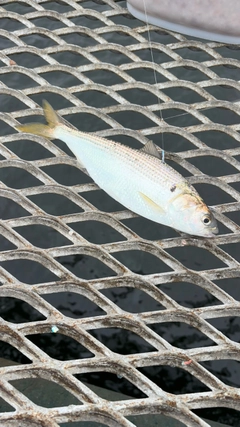 コノシロの釣果