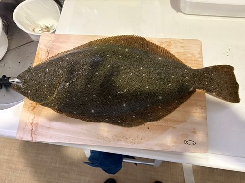 ヒラメの釣果