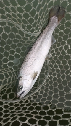 レインボートラウトの釣果