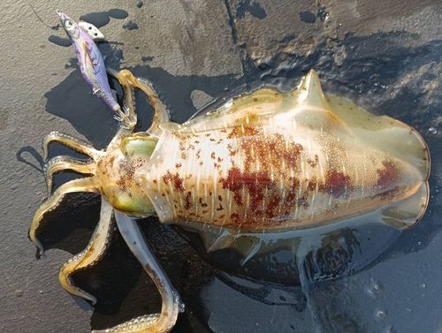 アオリイカの釣果