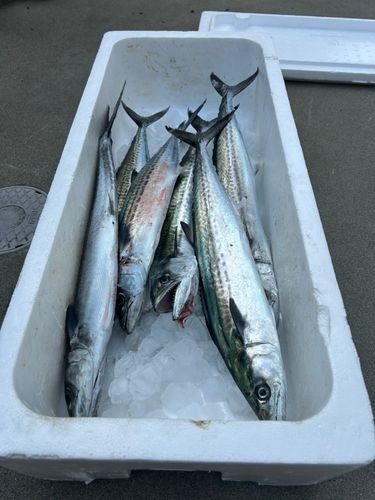 サゴシの釣果