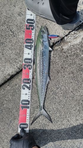 サゴシの釣果