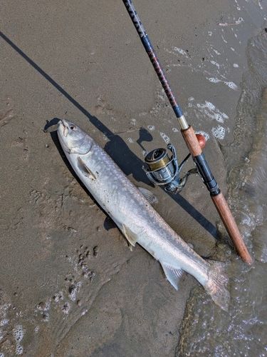 アメマスの釣果