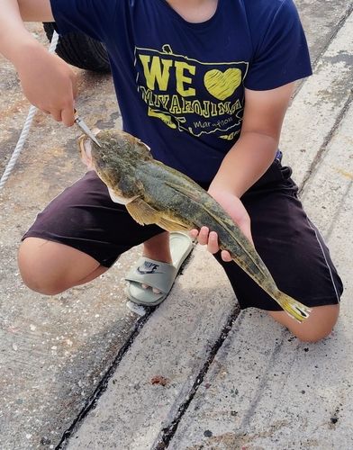 ミナミマゴチの釣果