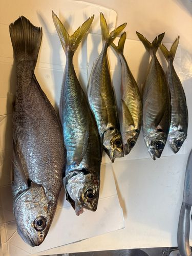 クログチの釣果