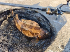 アイナメの釣果