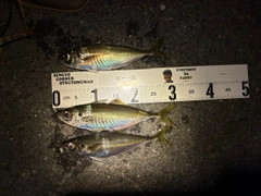 アジの釣果
