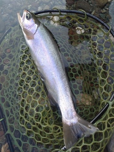 ホウライマスの釣果