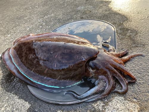 モンゴウイカの釣果