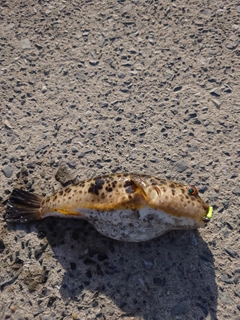 フグの釣果