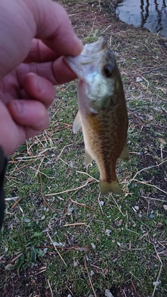 ラージマウスバスの釣果
