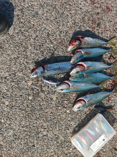 ワカシの釣果